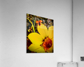 V461 Acrylic Print