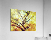 V463 Acrylic Print