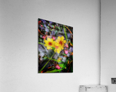 V464 Acrylic Print