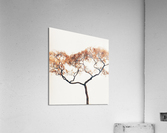 V478 Acrylic Print