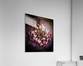 V480 Acrylic Print