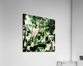 V557 Acrylic Print