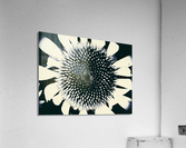 V562 Acrylic Print