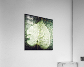 V563 Acrylic Print