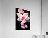 V602 Acrylic Print