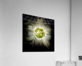 V605 Acrylic Print