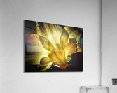 V615 Acrylic Print