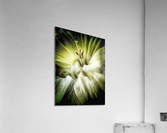 V618 Acrylic Print