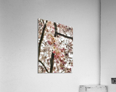 V619 Acrylic Print