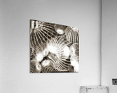 V620 Acrylic Print