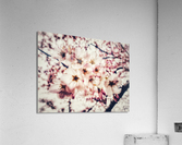 V621 Acrylic Print