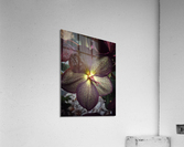 V623 Acrylic Print