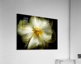 V624 Acrylic Print