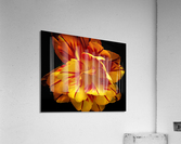 V626 Acrylic Print