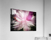 V627 Acrylic Print