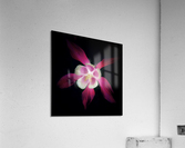 V633 Acrylic Print