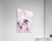 V637 Acrylic Print