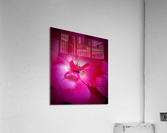 V640 Acrylic Print