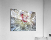 V643 Acrylic Print