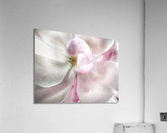 V644 Acrylic Print