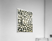 V645 Acrylic Print