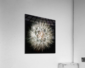 V649 Acrylic Print