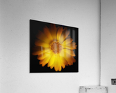 V654 Acrylic Print