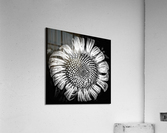 V660 Acrylic Print