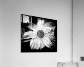 V661 Acrylic Print