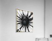 V666 Acrylic Print