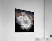 V668 Acrylic Print