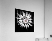 V671 Acrylic Print