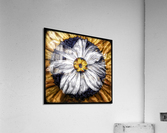 V673 Acrylic Print