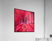V674 Acrylic Print