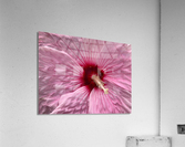 V681 Acrylic Print