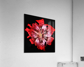 V686 Acrylic Print