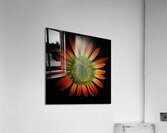 V691 Acrylic Print
