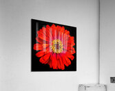 V693 Acrylic Print
