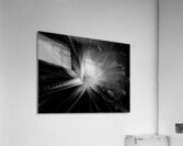 V694 Acrylic Print
