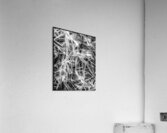 V695 Acrylic Print