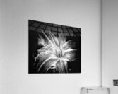 V698 Acrylic Print