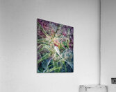 V701 Acrylic Print
