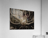 V709 Acrylic Print