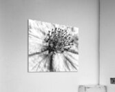 V714 Acrylic Print