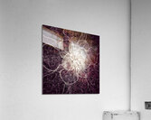 V716 Acrylic Print