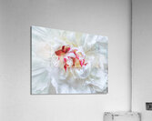 V720 Acrylic Print