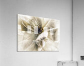 V721 Acrylic Print