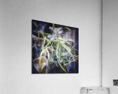 V726 Acrylic Print