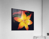V730 Acrylic Print