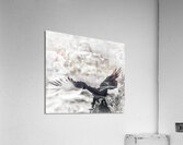 V733 Acrylic Print